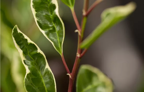 Prunus lusitanica 'Variegata' Prunus lusitanica 'Variegata'
