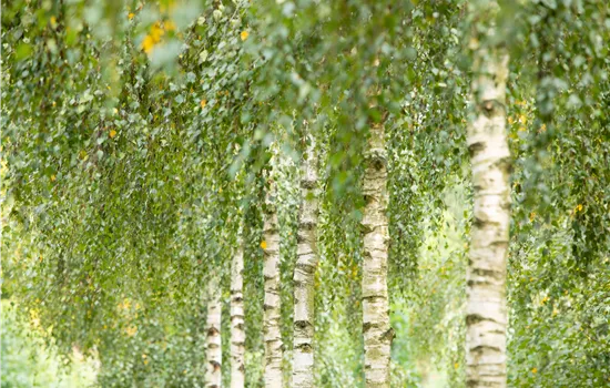 Betula utilis 'Doorenbos' Betula utilis 'Doorenbos'