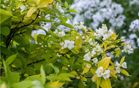 Philadelphus coronarius 'Aureus'  Philadelphus coronarius 'Aureus'