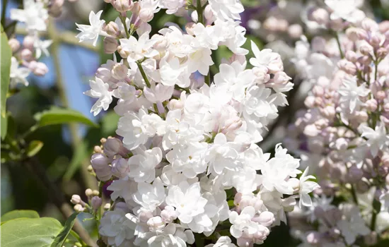 Syringa vulgaris 'Beauty of Moscow' Syringa vulgaris 'Beauty of Moscow'