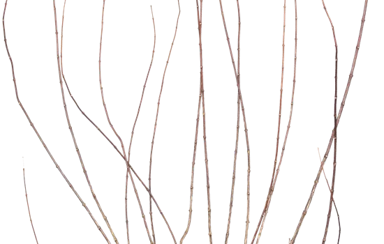 Philadelphus 'Snowbelle' Philadelphus 'Snowbelle'