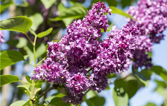 Syringa vulgaris 'Charles Joly' Syringa vulgaris 'Charles Joly'
