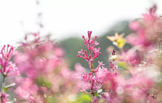 Syringa vulgaris 'Mrs Edward Harding' Syringa vulgaris 'Mrs Edward Harding'