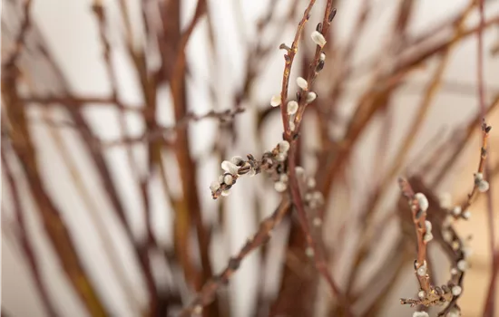 Salix sachalinensis 'Sekka' Salix sachalinensis 'Sekka'