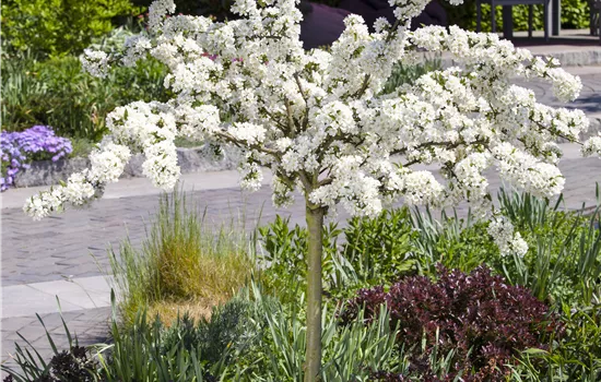 Malus 'Tina' Malus 'Tina'