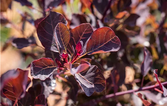 Cotinus coggygria 'Dusky Maiden' ®