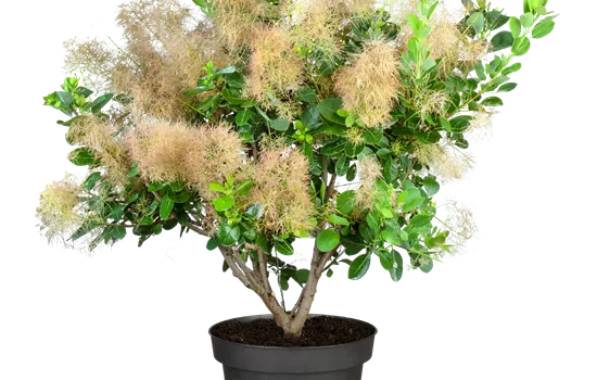 Cotinus coggygria 'Young Lady'