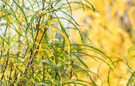 Rhamnus frangula 'Fine Line' ® Rhamnus frangula 'Fine Line' ®