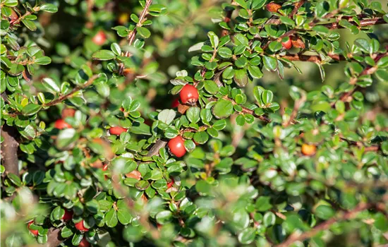 Cotoneaster divaricatus Cotoneaster divaricatus