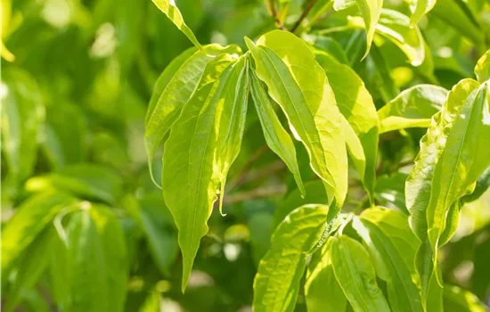 Heptacodium miconioides