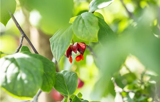 Euonymus europaeus 'Red Cascade' Euonymus europaeus 'Red Cascade'