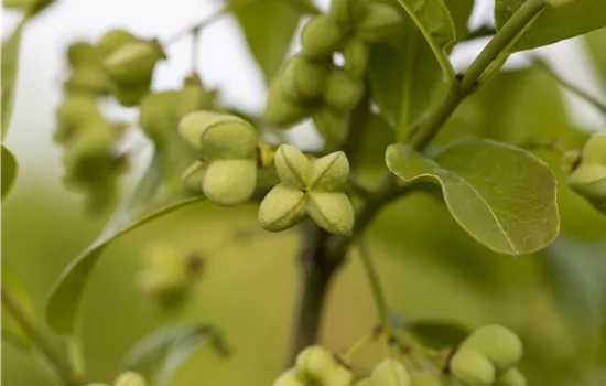 Euonymus planipes  Euonymus planipes