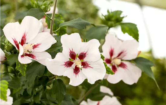 Hibiscus syriacus 'Hamabo' Hibiscus syriacus 'Hamabo'