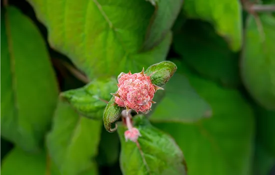 Hydrangea aspera 'Macrophylla' Hydrangea aspera 'Macrophylla'