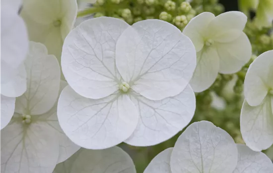 Hydrangea quercifolia 'Pee Wee' Hydrangea quercifolia 'Pee Wee'