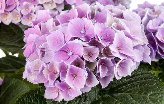 Hydrangea macrophylla Magical ® 'Amethyst ® Hydrangea macrophylla Magical ® 'Amethyst ®