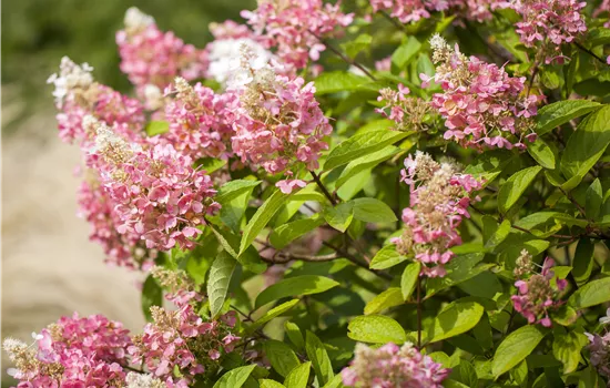 Hydrangea paniculata 'Pink Diamond'  Hydrangea paniculata 'Pink Diamond'