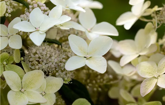 Hydrangea paniculata 'Confetti'  Hydrangea paniculata 'Confetti'