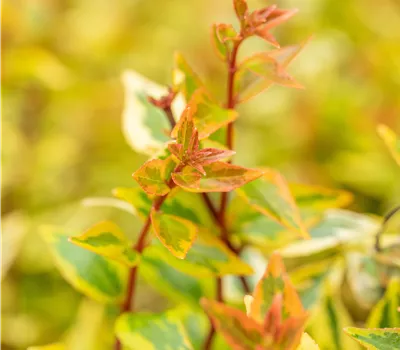 Abelia x grandiflora 'Kaleidoscope'  Abelia x grandiflora 'Kaleidoscope'