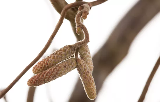 Corylus avellana 'Contorta' Corylus avellana 'Contorta'