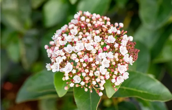 Viburnum tinus 'Lisarose' ® Viburnum tinus 'Lisarose' ®