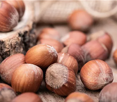 Corylus avellana 'Hallesche Riesennuss' Corylus avellana 'Hallesche Riesennuss'