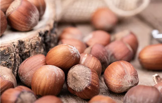 Corylus avellana 'Hallesche Riesennuss' Corylus avellana 'Hallesche Riesennuss'