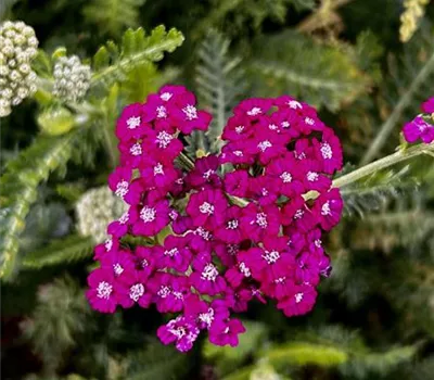 Achillea millefolium 'New Vintage Violet' Achillea millefolium 'New Vintage Violet'