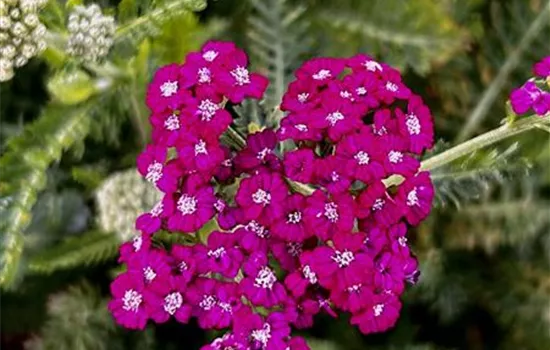 Achillea millefolium 'New Vintage Violet' Achillea millefolium 'New Vintage Violet'