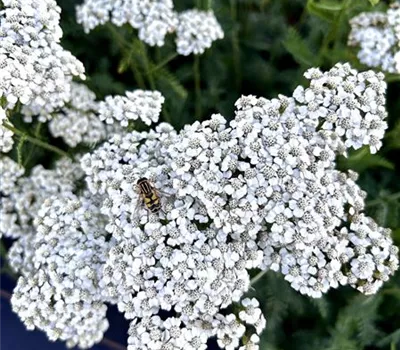 Achillea millefolium 'Schneetaler' Achillea millefolium 'Schneetaler'
