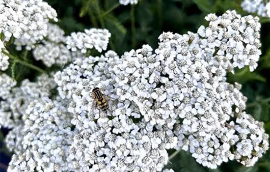 Achillea millefolium 'Schneetaler' Achillea millefolium 'Schneetaler'