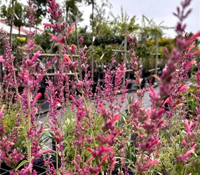 Agastache mexicana 'Fleur'