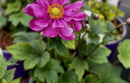 Anemone hupehensis 'Margarete'  Anemone hupehensis 'Margarete'