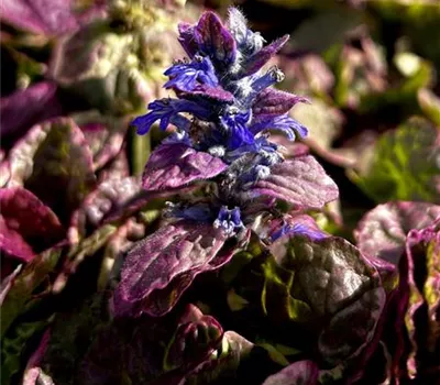 Ajuga reptans 'Burgundy Glow' Ajuga reptans 'Burgundy Glow'