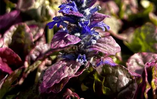 Ajuga reptans 'Burgundy Glow' Ajuga reptans 'Burgundy Glow'