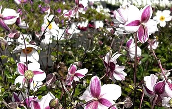 Anemone x cultorum 'Dainty Swan' Anemone x cultorum 'Dainty Swan'