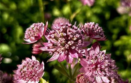 Astrantia major 'Pink Button' Astrantia major 'Pink Button'