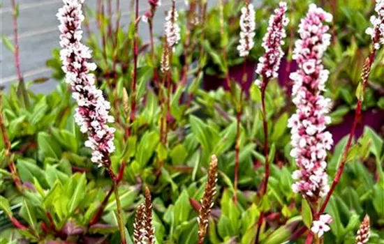 Persicaria affinis 'Darjeeling Red'