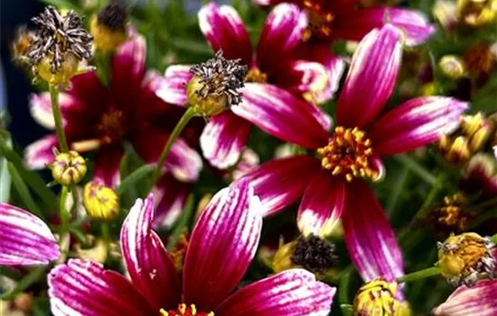 Coreopsis verticillata 'Sunstar Rose' -R- Coreopsis verticillata 'Sunstar Rose' -R-