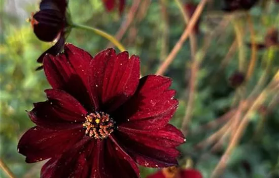 Cosmos atrosanguineus 'Eclipse'