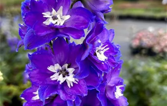 Delphinium x elatum Delgenius ® 'Glitzy'
