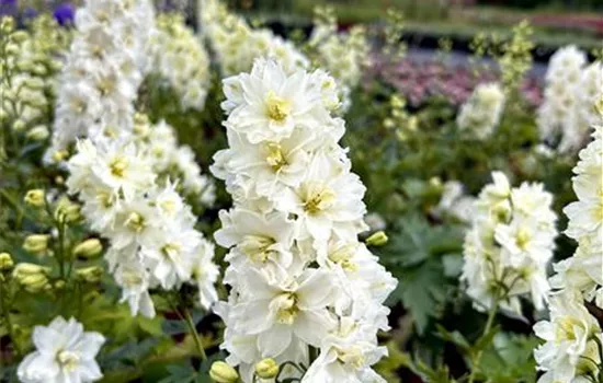 Delphinium x elatum Delgenius ® 'Neva'
