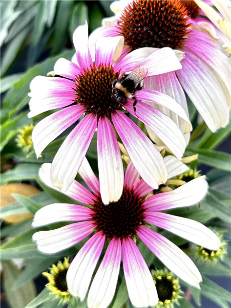 Echinacea purpurea 'Fountain Pink Eye'