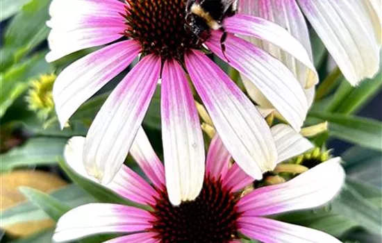 Echinacea purpurea 'Fountain Pink Eye' Echinacea purpurea 'Fountain Pink Eye'