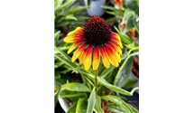 Garten-Scheinsonnenhut 'Parrot'