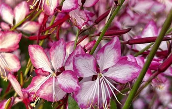 Gaura lindheimeri 'Rosy Jane' ® Gaura lindheimeri 'Rosy Jane' ®