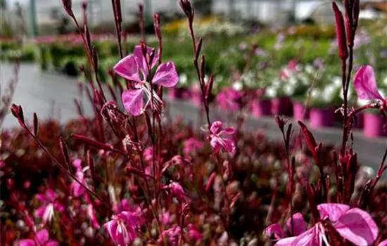 Gaura lindheimeri 'Tutti Frutti' Gaura lindheimeri 'Tutti Frutti'