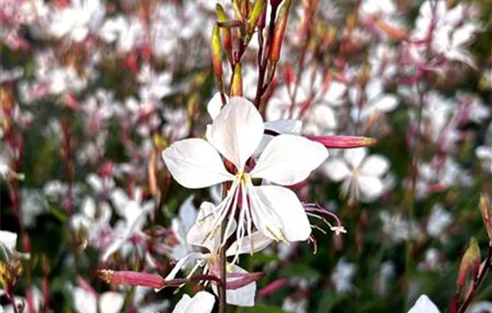 Gaura lindheimeri 'Whirling Butterflies'  Gaura lindheimeri 'Whirling Butterflies'