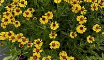 Garten-Sonnenbraut 'Wesergold'