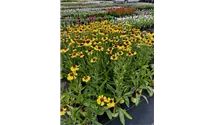 Garten-Sonnenbraut 'Wesergold'